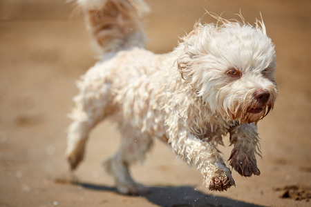 White havanese dog running on the beach on the ocean with water