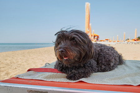 Black havanese dog lying on a sun lounger bed at the beachの写真素材