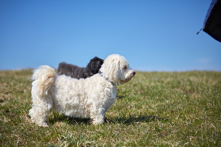Black and white havanese dog in the gras of the meadows in the sun looking and waitingの写真素材