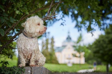 White havanese dog a lake Traunsee in Toskana park in Gmunden Salzkammergut