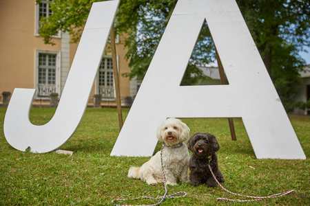 Two dogs saying yes ja to marriage in parkの写真素材