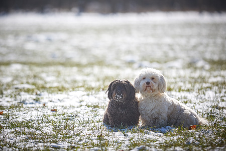 Havanese dog obedient waiting and looking outside in the snowの写真素材