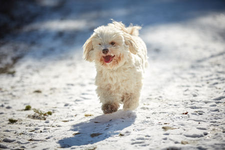 Havanese dog playing in the snow with ballの写真素材