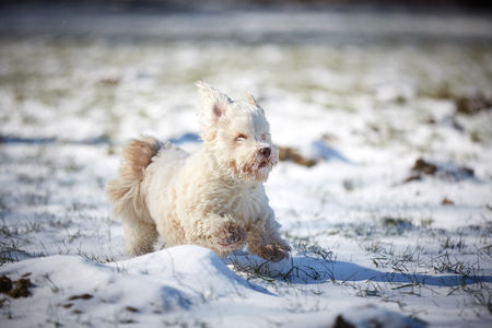 Havanese dog playing in the snow with ballの写真素材