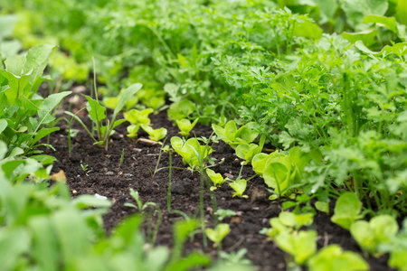 Green fresh herbs. Gardening background with radish.