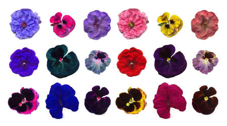 Collection  of   flowersの写真素材