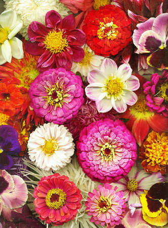 Autumn flowersの写真素材