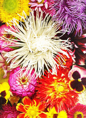 Autumn flowersの写真素材