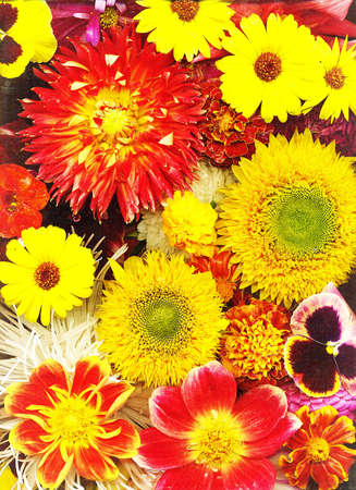 Autumn flowersの写真素材