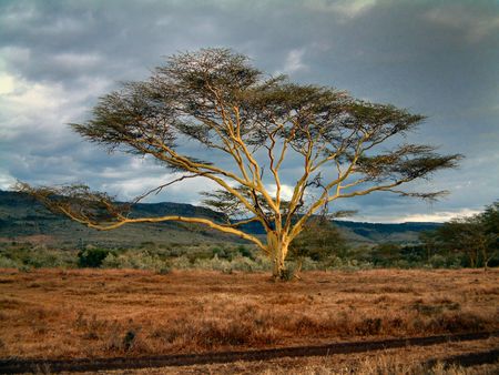 Baobab Treeの写真素材