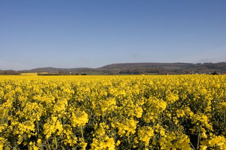 Oilseed rape
