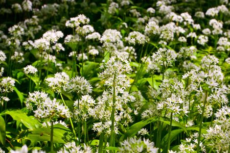 wild garlic