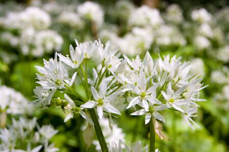 wild garlic