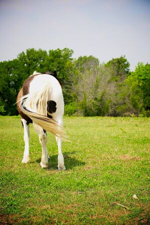 Horseの写真素材