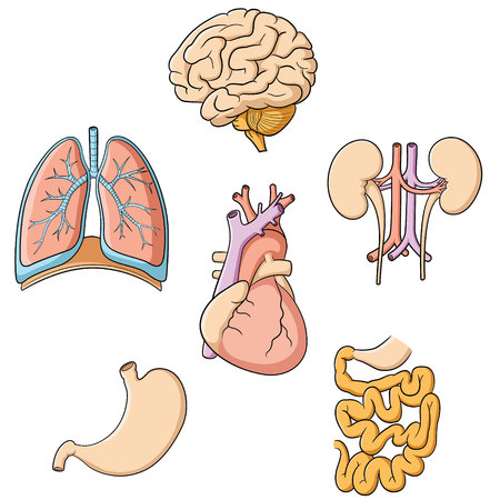 Illustration of brain, lungs, heart, kidney, stomach  small intestines.のイラスト素材