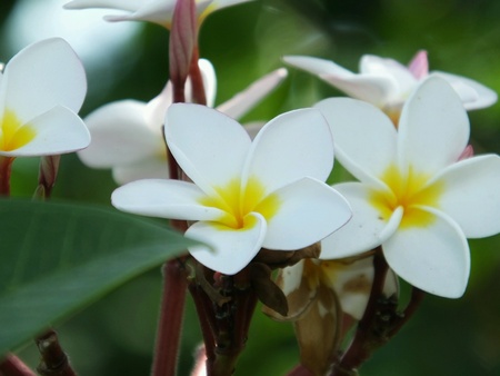 Plumirai flower closeup on green leaf backgroundの素材
