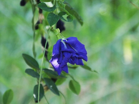 Clitoria ternatea flower closeup on green leaf blurの素材