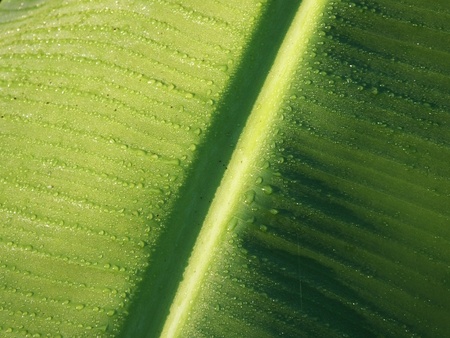 Banana leaf Dew drops close up, background and texture, copy spaceの素材