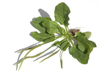 Plantago major plantの写真素材