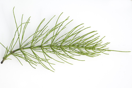 Equisetum arvense Plantの写真素材