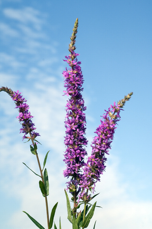 Lythrum salicaria Plantの写真素材