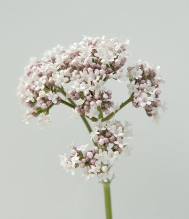Valerian officinalis medicinal plant