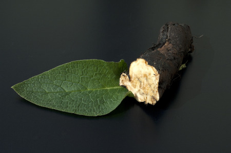 Comfrey Common medicinal rootsの写真素材