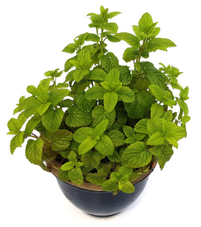 Lemon balm, Melissa officinalis, is an important medicinal and scented plant and is also used in...