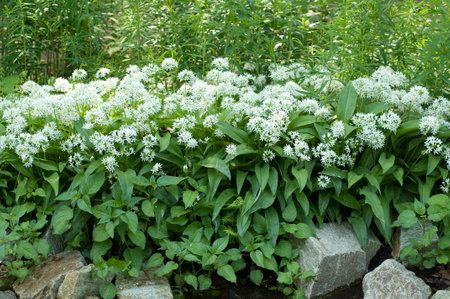 Baerlauch is an important medicinal plant and a garlic scented plant with white flowers.