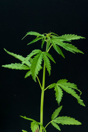 The medicinal plant, hemp Cannabis sativa, has been used therapeutically for thousands of years.の写真素材