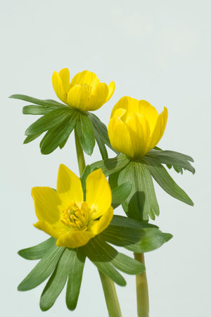 Winterling, Eranthis hyemalis, is a flower that blooms in winter and has yellow flowers.