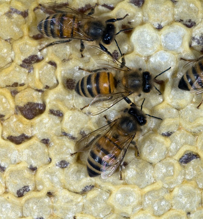 Bee Apis, honeybee mellifera, on a crocus flower.