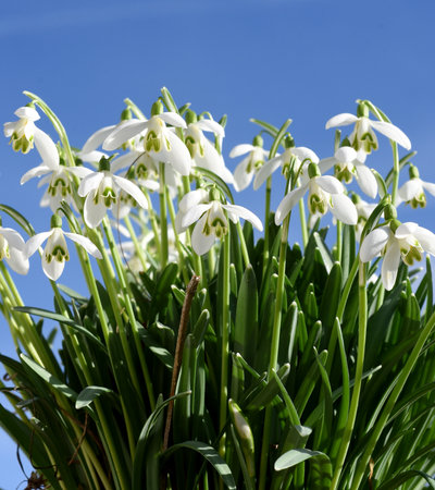 Snowdrop, Galanthus nivalis, is a flower that blooms in winter and is an important medicinal plant.の写真素材