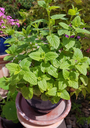 Lemon balm, Melissa officinalis, is an important medicinal and scented plant and is also used in...