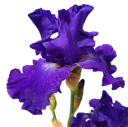 Iris, Iris barbata-Elatior, Blue Rhythm, High Beard Irisの写真素材