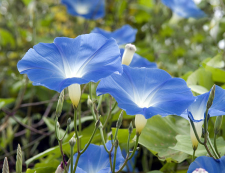 Tricolor morning glory, Ipomoea purpurea tricolor, is a climbing plant with beautiful flowers in...