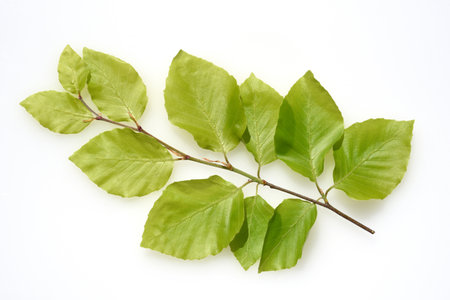 Beech, Fagus, sylvatica, is a deciduous tree that is often found in our forests. It is a mighty tree...