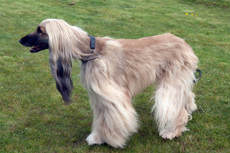 Afghan is a greyhound that is also used in dog races.の写真素材