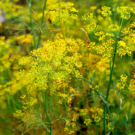 Fennel Foeniculum Vulgare, is a medicinal plant and kitchen spice with green leaves.