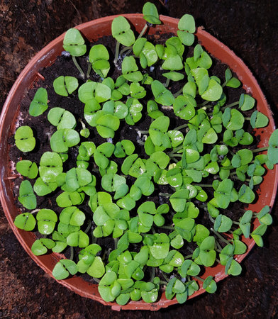 Basil, Ocimum basilicum, is a medicinal plant and kitchen spice with green leaves.