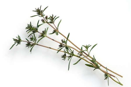 Savory, Satureja montana, is a herb and a medicinal and scented plant with white flowers. She is one year old.の写真素材