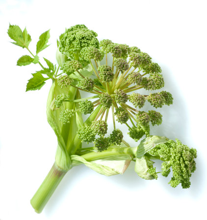 Angelica, Angelica, Archangelica, belongs to the wild plants with green flowers. It is an important...