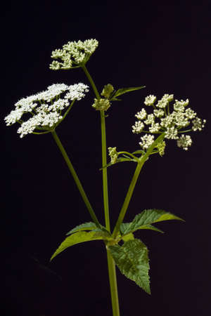 Aegopodium podagraria, belongs to the wild herbs and wild vegetables. It is a wild plant with white...