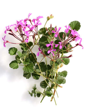 Cape Pelargonium, Pelargonium reniforme, also called Umckaloabo, is a South African species of...