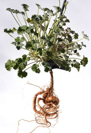 Cape Pelargonium, Pelargonium sidoides also called Umckaloabo, is a beautiful balcony flower with...