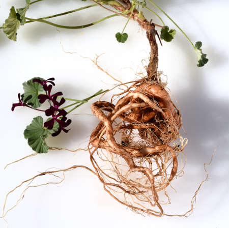 Cape Pelargonium, Pelargonium sidoides also called Umckaloabo, is a beautiful balcony flower with purple flowers. It is an important medicinal plant and is used in medicine.の写真素材