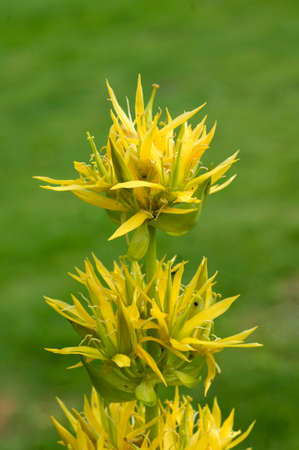 Yellow gentian; Gentiana Lutea is a type of gentian with beautiful yellow flowers that is also found...