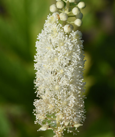 Black cohosh, Cimicifuga racemosa, is an important medicinal plant that is also used in medicinal...