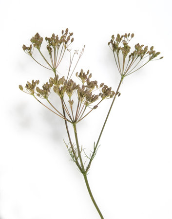 Kuemmel the real one, Carum carvi is an excellent herb and medicinal plant.