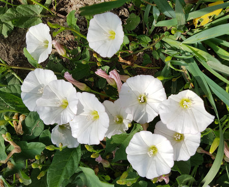 Bindweed Convolvulus arvensis is an important medicinal and medicinal plant and has white and pink...
